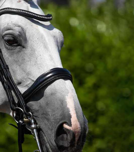 Premier Equine Abriano Anatomic Double Bridle by Premier Equine at  Try a Bit