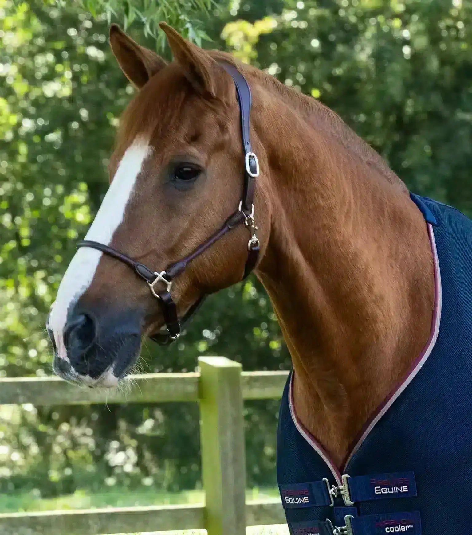 Premier Equine Airflow Cooler Rug by Premier Equine at Try a Bit