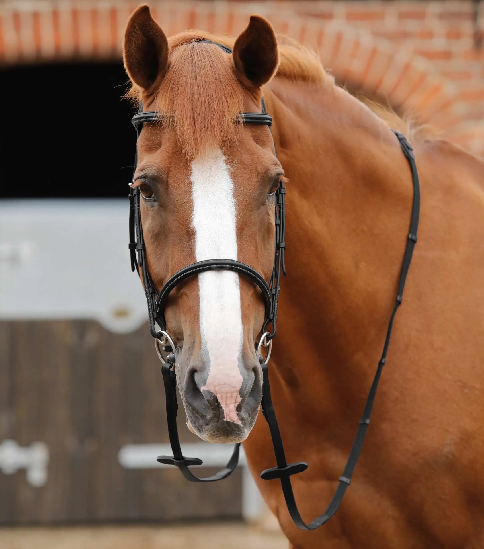 Premier Equine Altare Web Reins by Premier Equine at Try a Bit