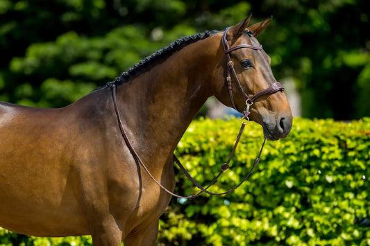 Trust Equestrian Falsterbo T-motion Bridle by Trust Equestrian at Try a Bit