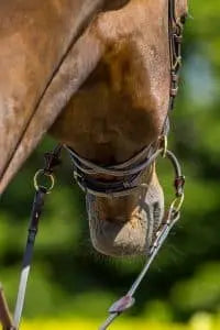 Trust Equestrian Falsterbo T-motion Bridle by Trust Equestrian at  Try a Bit