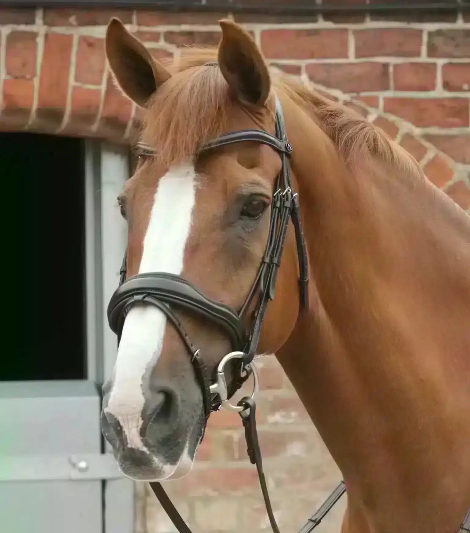 Premier Equine Favoloso Anatomic Bridle with Crank Noseband by Premier Equine at Try a Bit