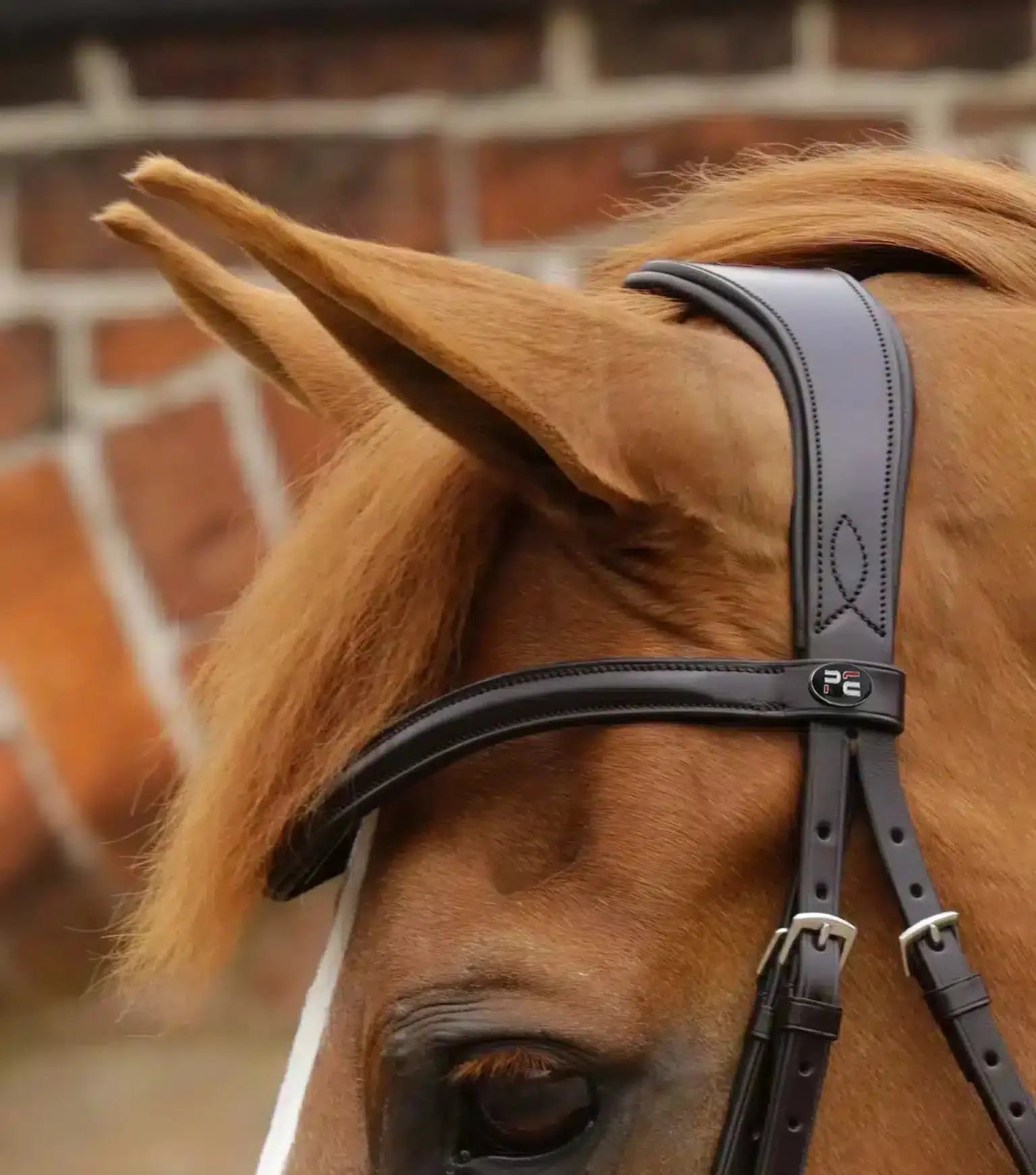 Premier Equine Favoloso Anatomic Bridle with Crank Noseband by Premier Equine at Try a Bit