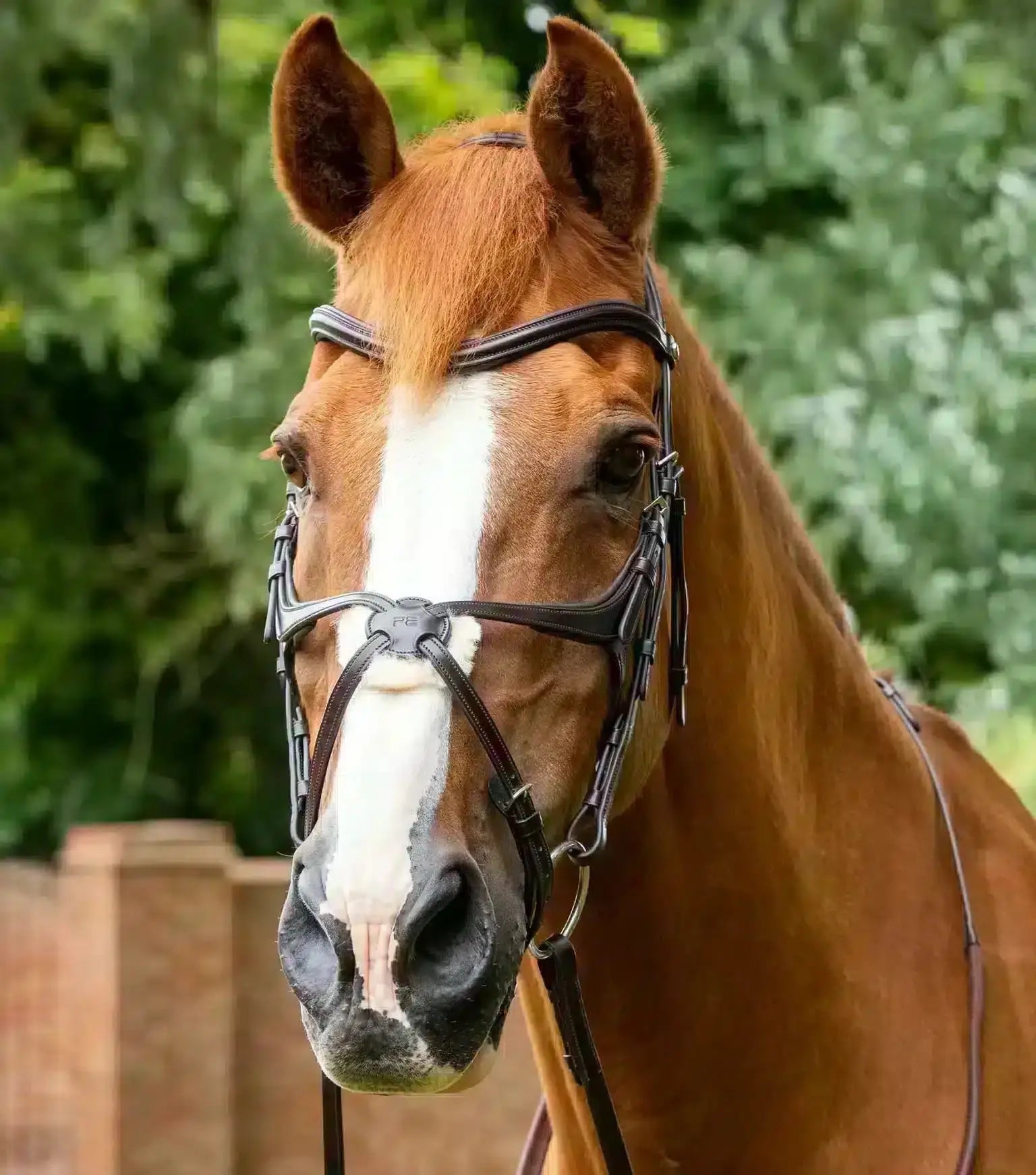 Premier Equine Glorioso Grackle Bridle by Premier Equine at Try a Bit