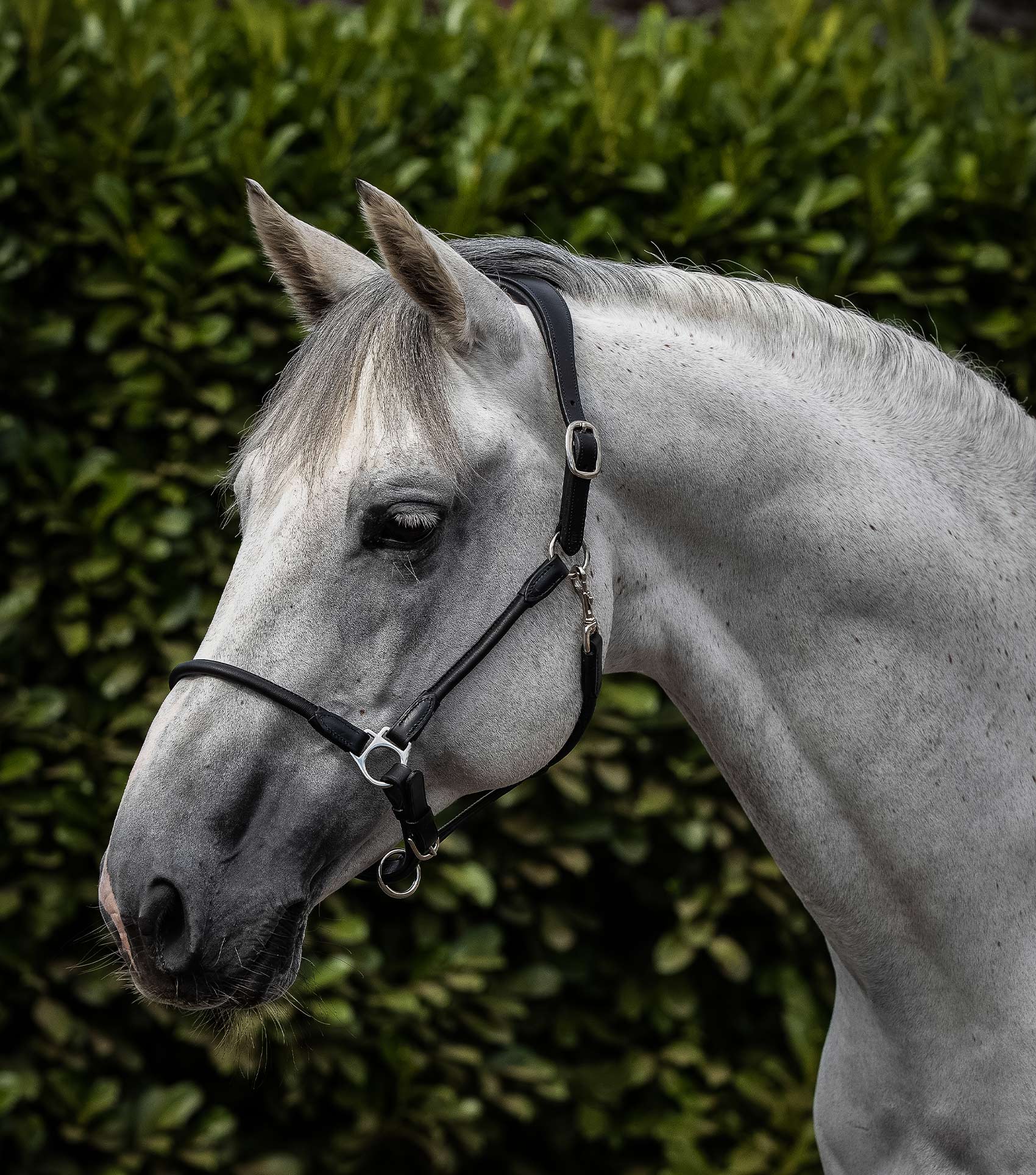 Premier Equine Hennaroso Rolled Anatomic Leather Head Collar by Premier Equine at Try a Bit