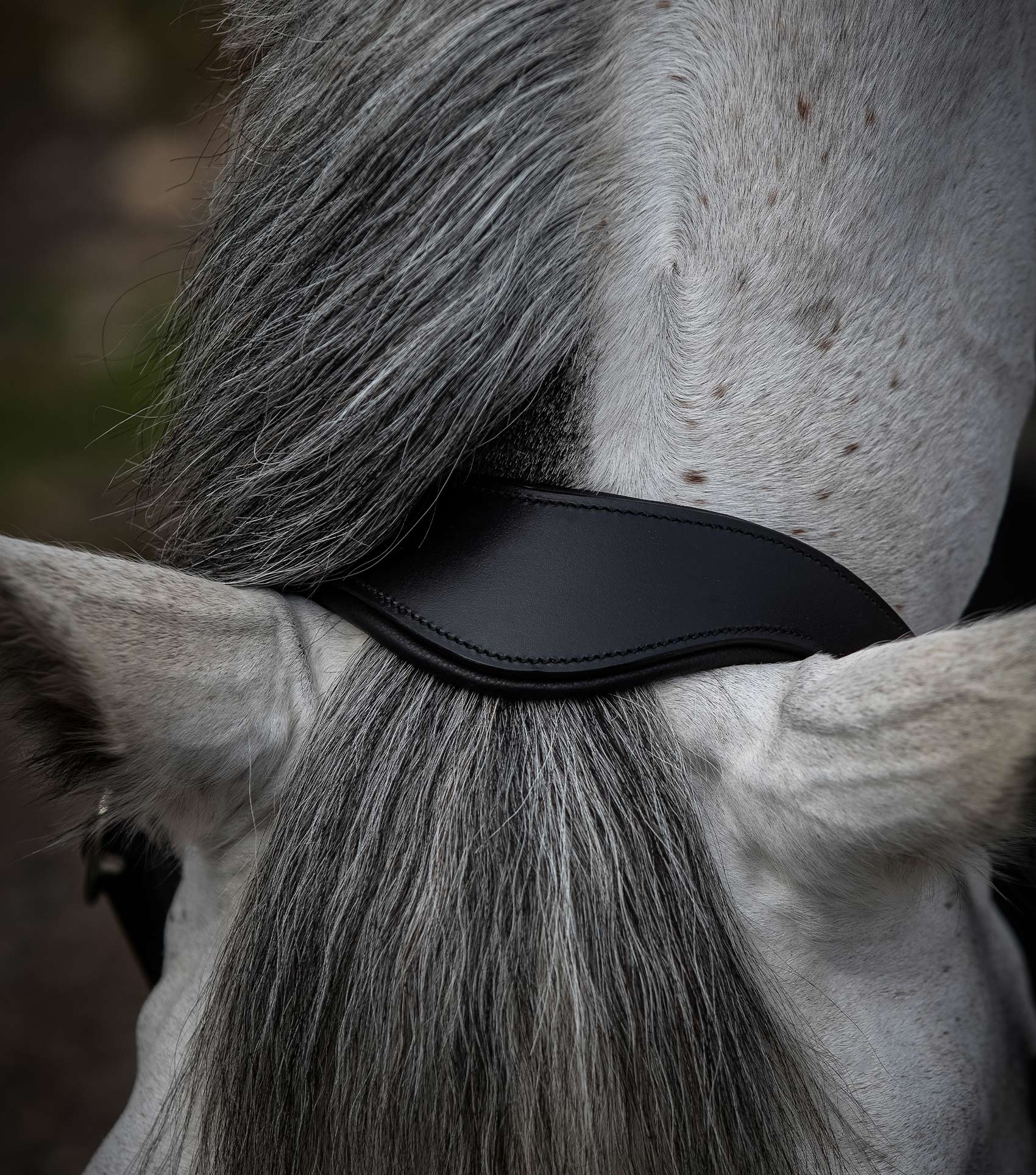 Premier Equine Hennaroso Rolled Anatomic Leather Head Collar by Premier Equine at Try a Bit