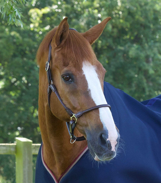 Premier Equine Hennaroso Rolled Anatomic Leather Head Collar by Premier Equine at Try a Bit
