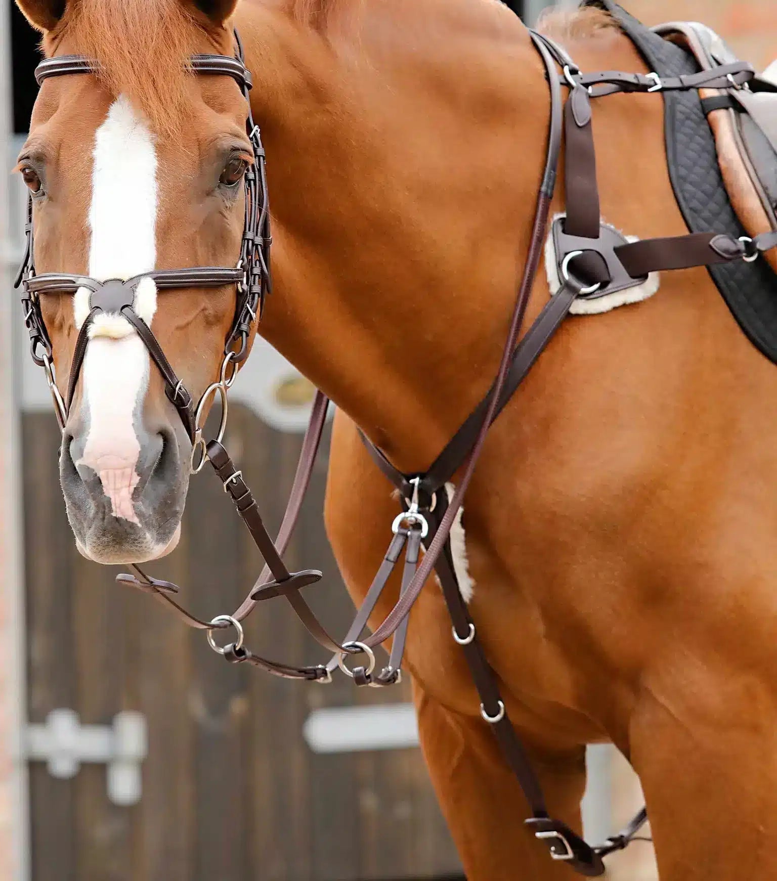 Premier Equine Invorio 5 Point Breastplate by Premier Equine at Try a Bit