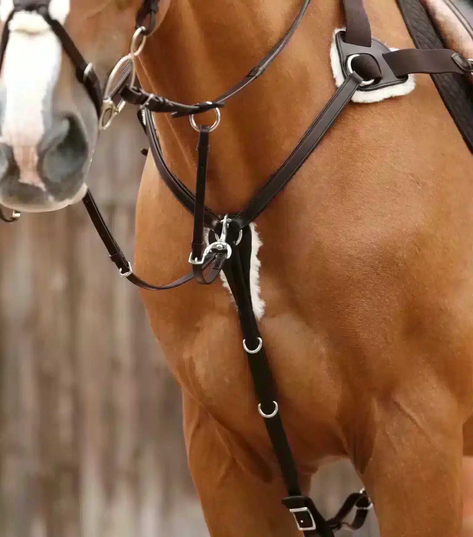 Premier Equine Invorio 5 Point Breastplate by Premier Equine at Try a Bit
