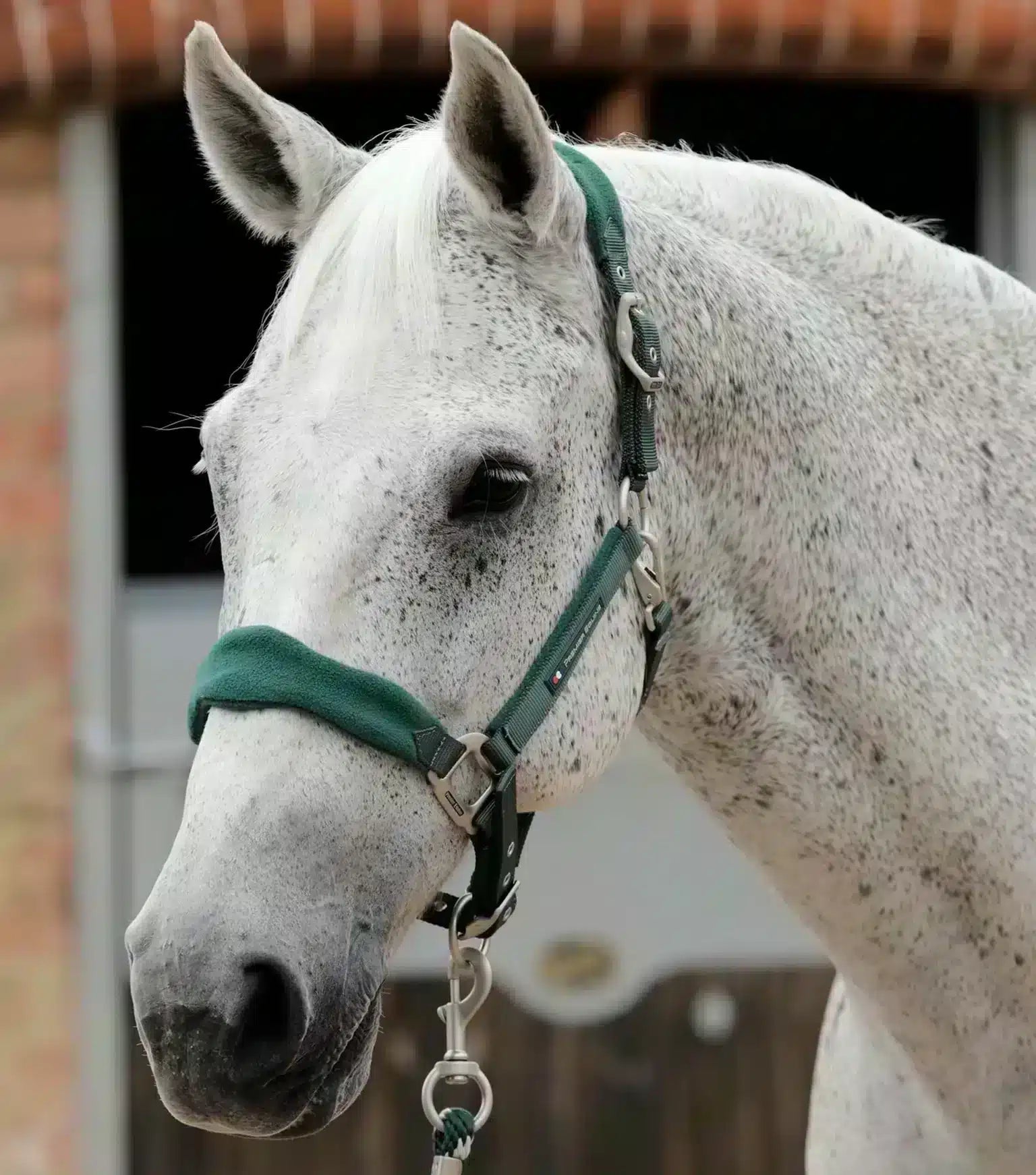 Premier Equine Fleece Padded Horse Head Collar by Premier Equine at Try a Bit