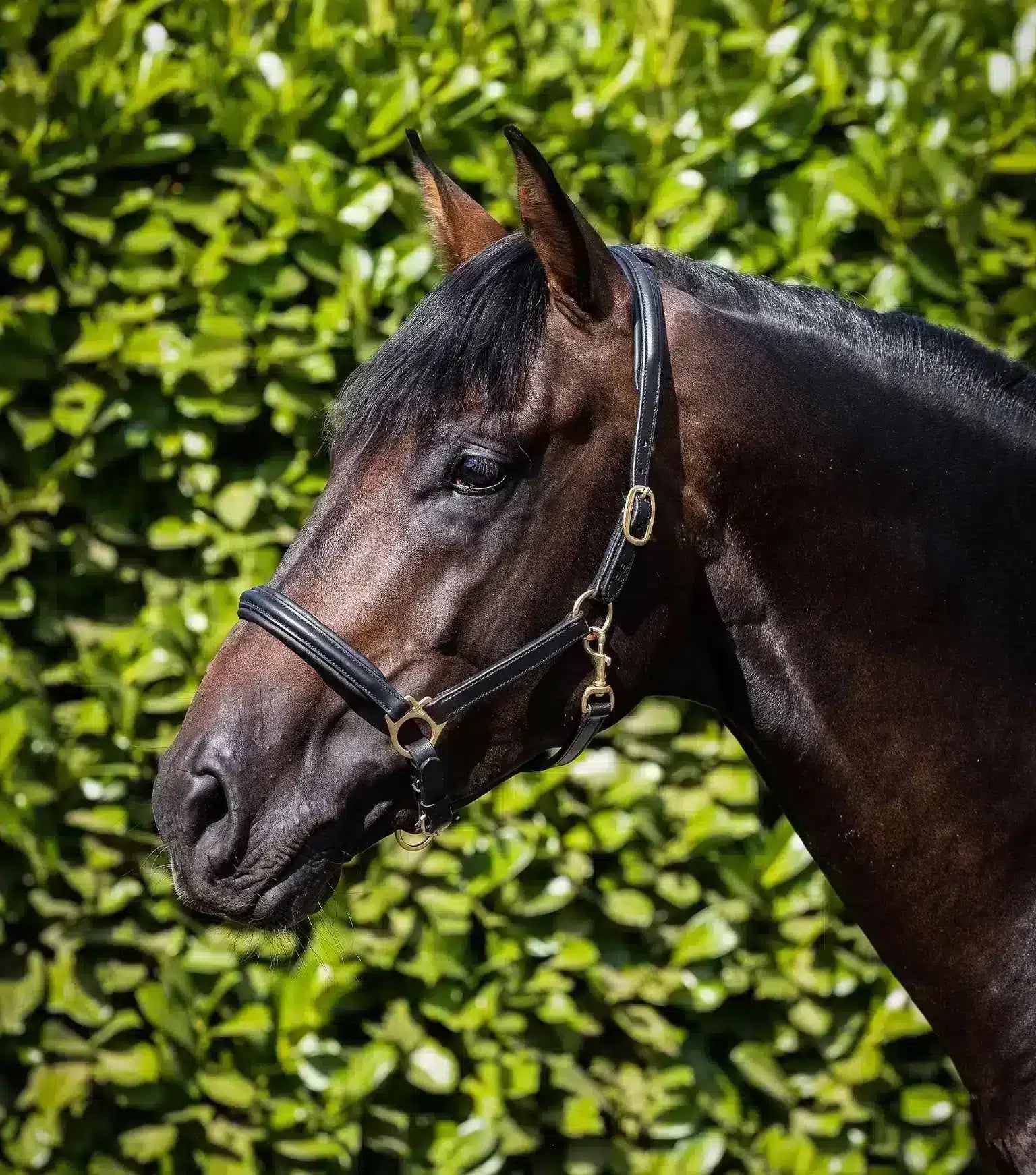 Premier Equine Rego Padded Leather Head Collar by Premier Equine at Try a Bit