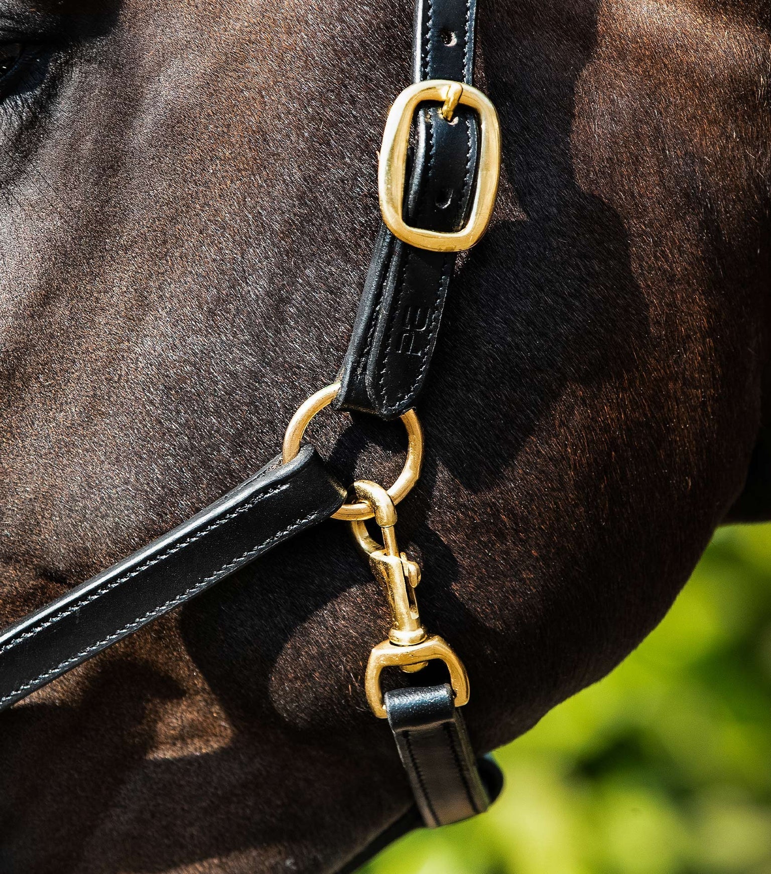 Premier Equine Rego Padded Leather Head Collar by Premier Equine at Try a Bit
