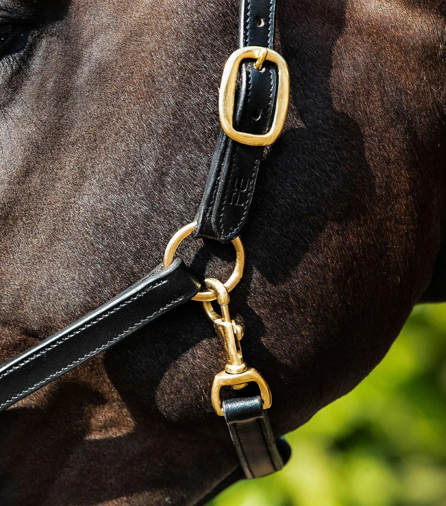 Premier Equine Rego Padded Leather Head Collar by Premier Equine at Try A Bit