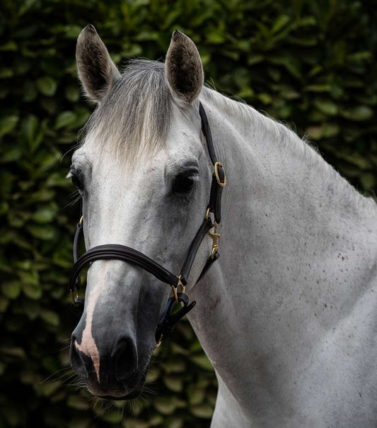 Premier Equine Rego Padded Leather Head Collar by Premier Equine at Try a Bit