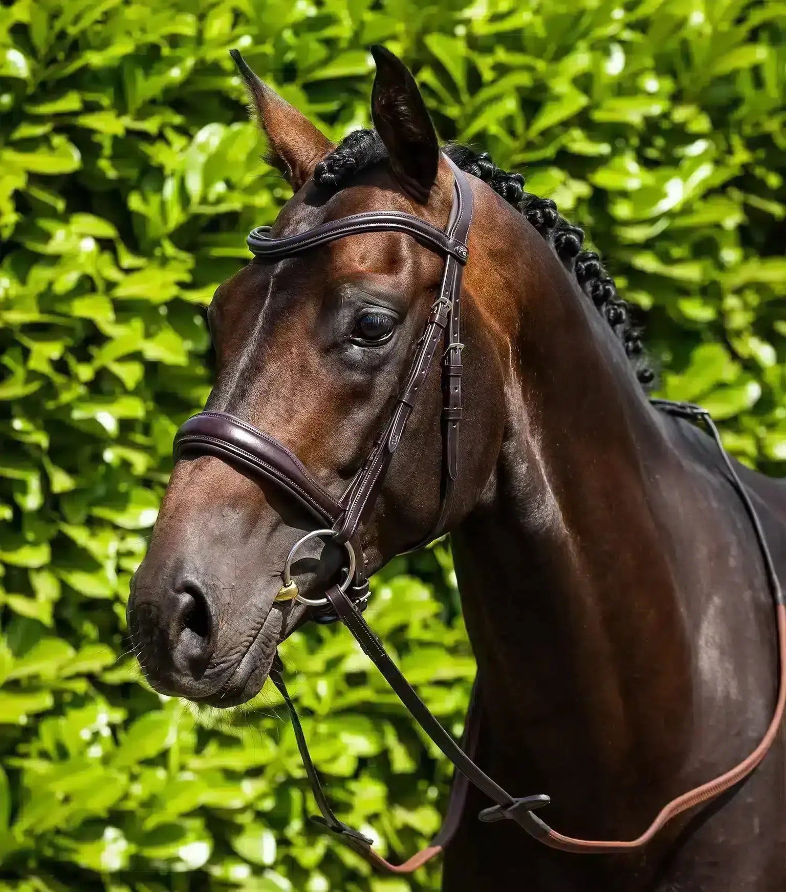 Premier Equine Verdura Anatomic Snaffle Bridle by Premier Equine at Try a Bit
