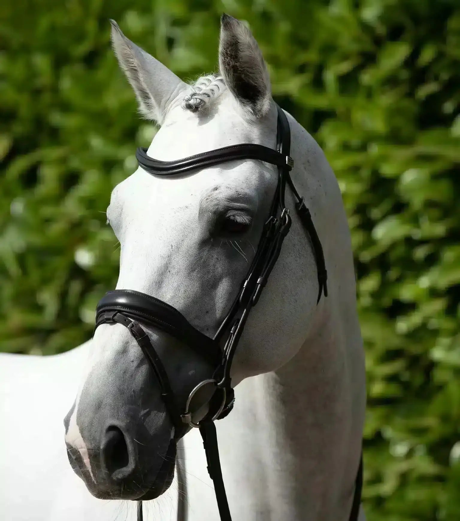 Premier Equine Rizzo Anatomic Snaffle Bridle with Flash by Premier Equine at Try a Bit