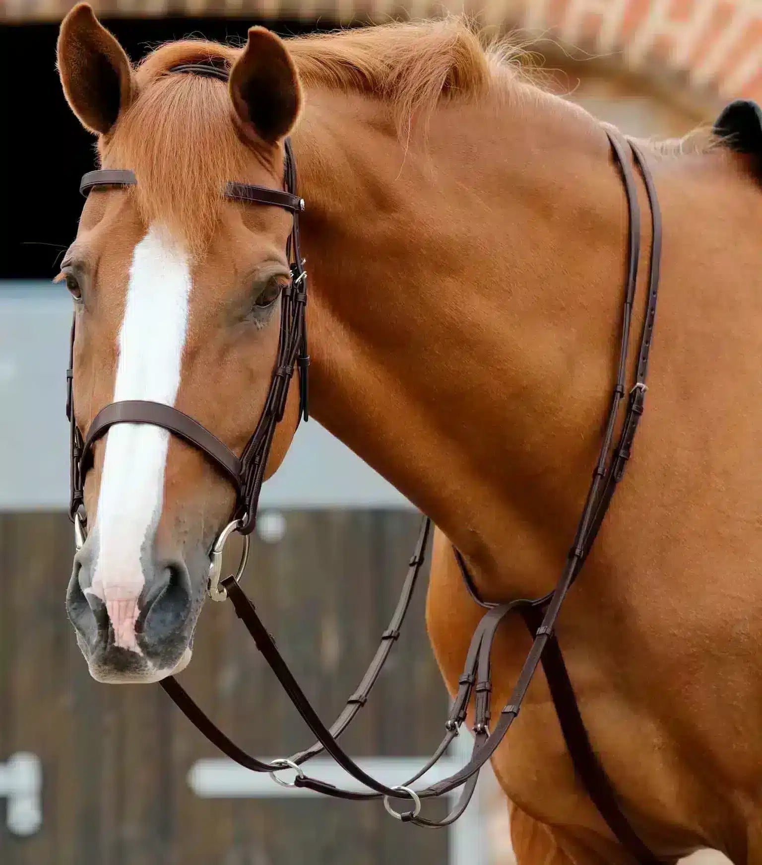 Premier Equine Santadi Adjustable Running Martingale by Premier Equine at Try a Bit