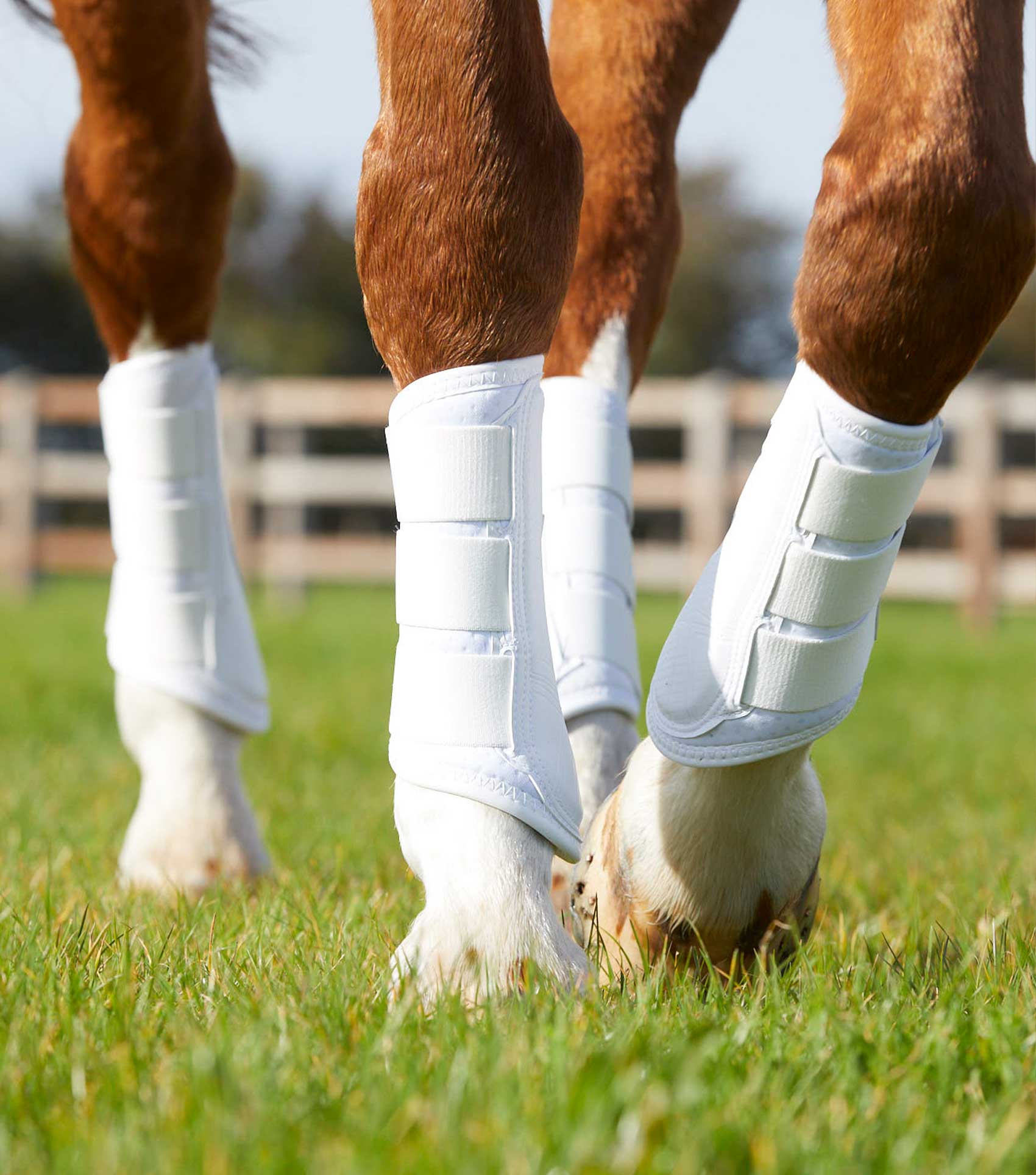 Premier Equine Carbon Air-Tech Single Locking Brushing Boots by Premier Equine at Try a Bit