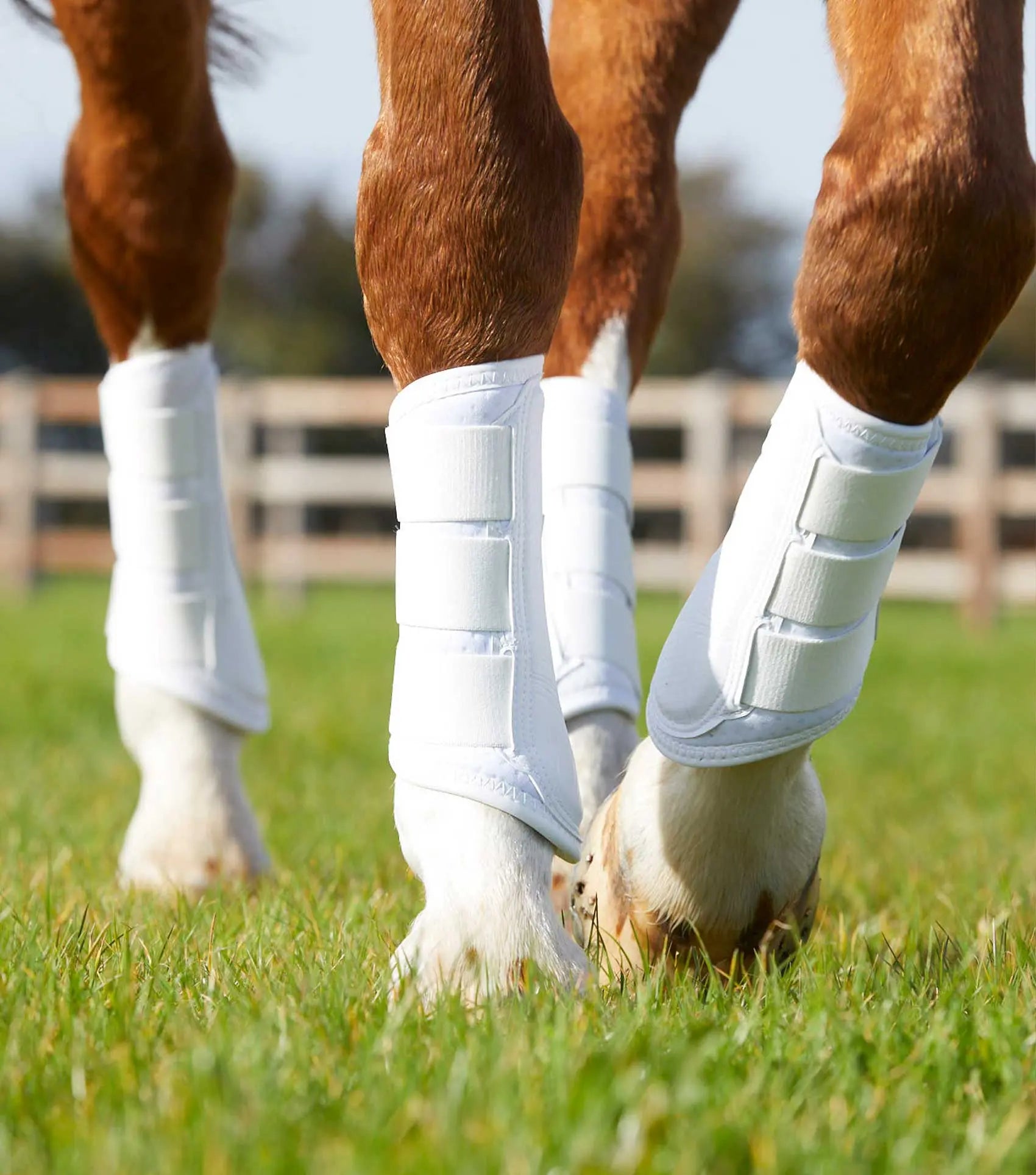 Premier Equine Carbon Air-Tech Single Locking Brushing Boots by Premier Equine at Try A Bit
