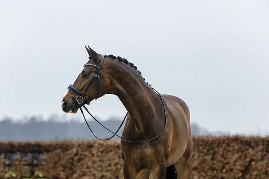Trust Equestrian Verden Bridle by Trust Equestrian at Try a Bit