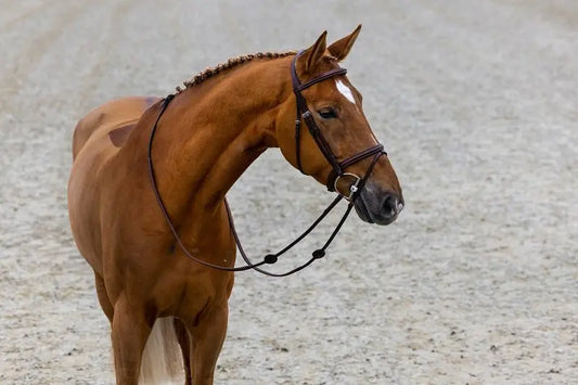 Trust Equestrian Calgary Bridle by Trust Equestrian at Try a Bit