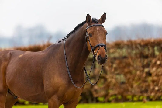 Trust Equestrian Amsterdam Anatomical Bridle by Trust Equestrian at Try a Bit