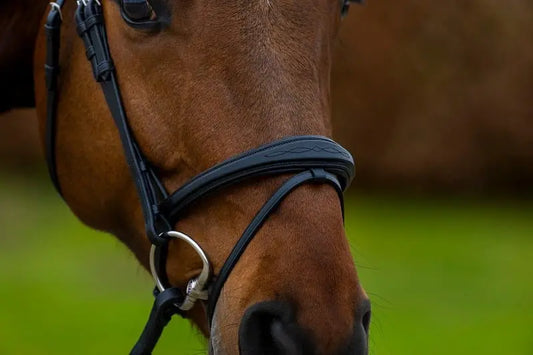 Trust Equestrian Amsterdam Anatomical Bridle by Trust Equestrian at  Try a Bit