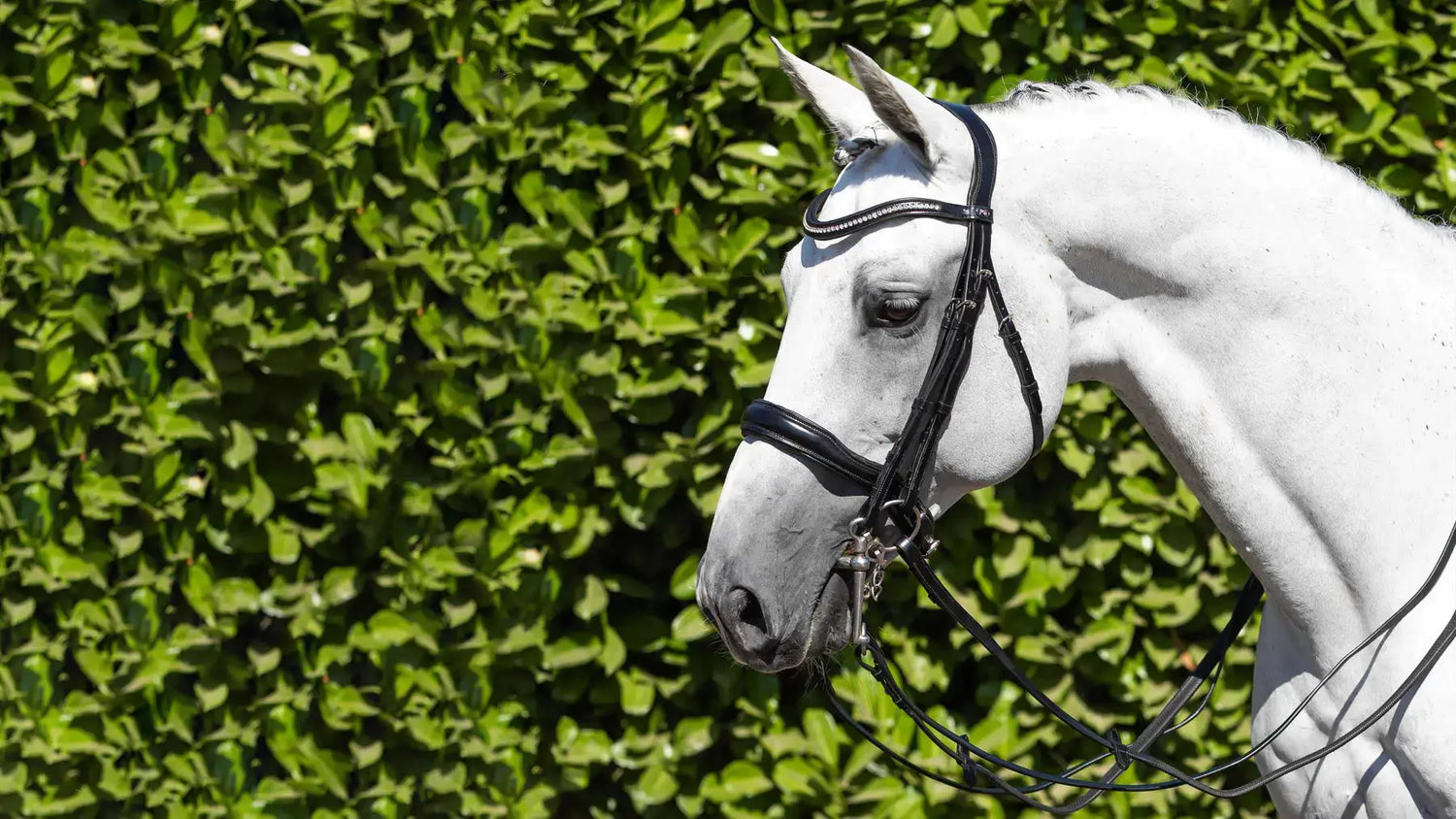 Anatomical Bridles