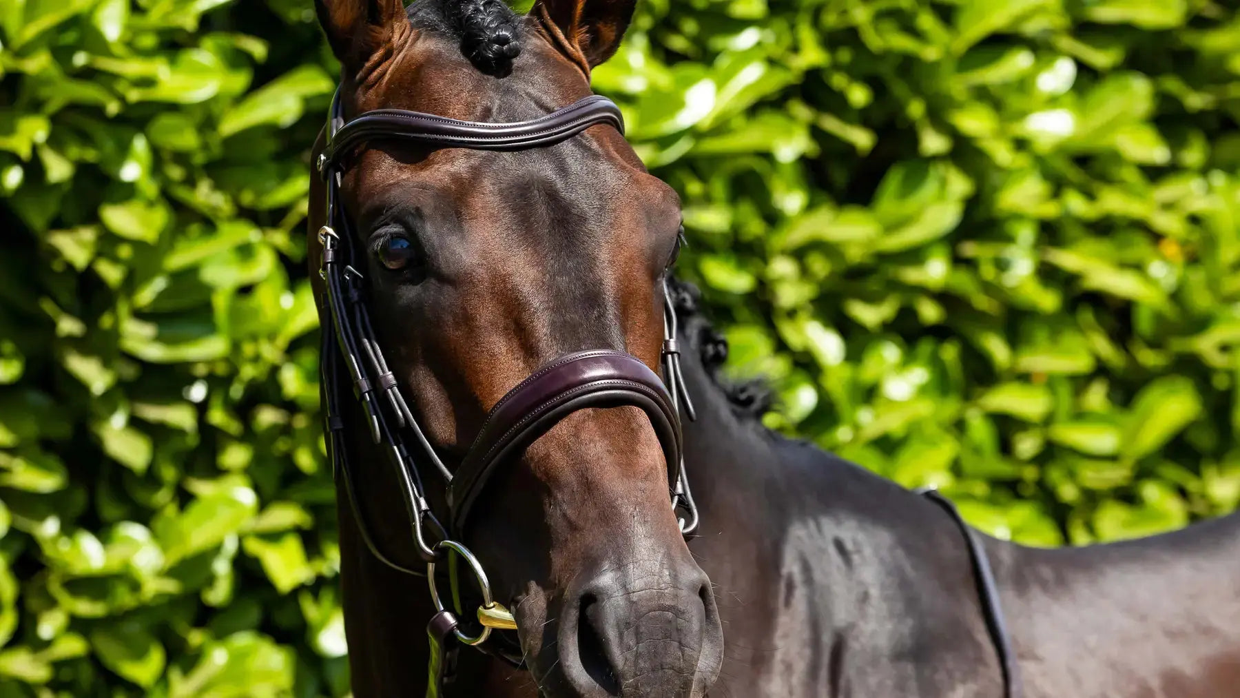 Saddlery Try a Bit