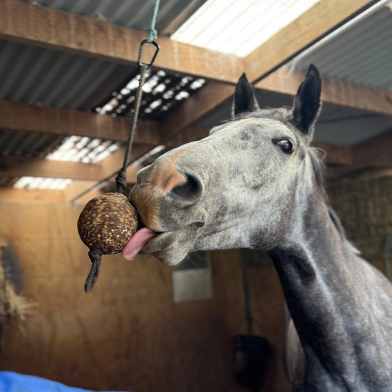 StayBall by Health Horse at  Try A Bit