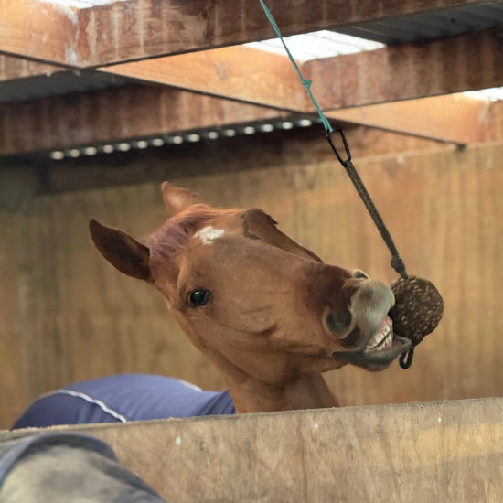 StayBall by Health Horse at  Try A Bit