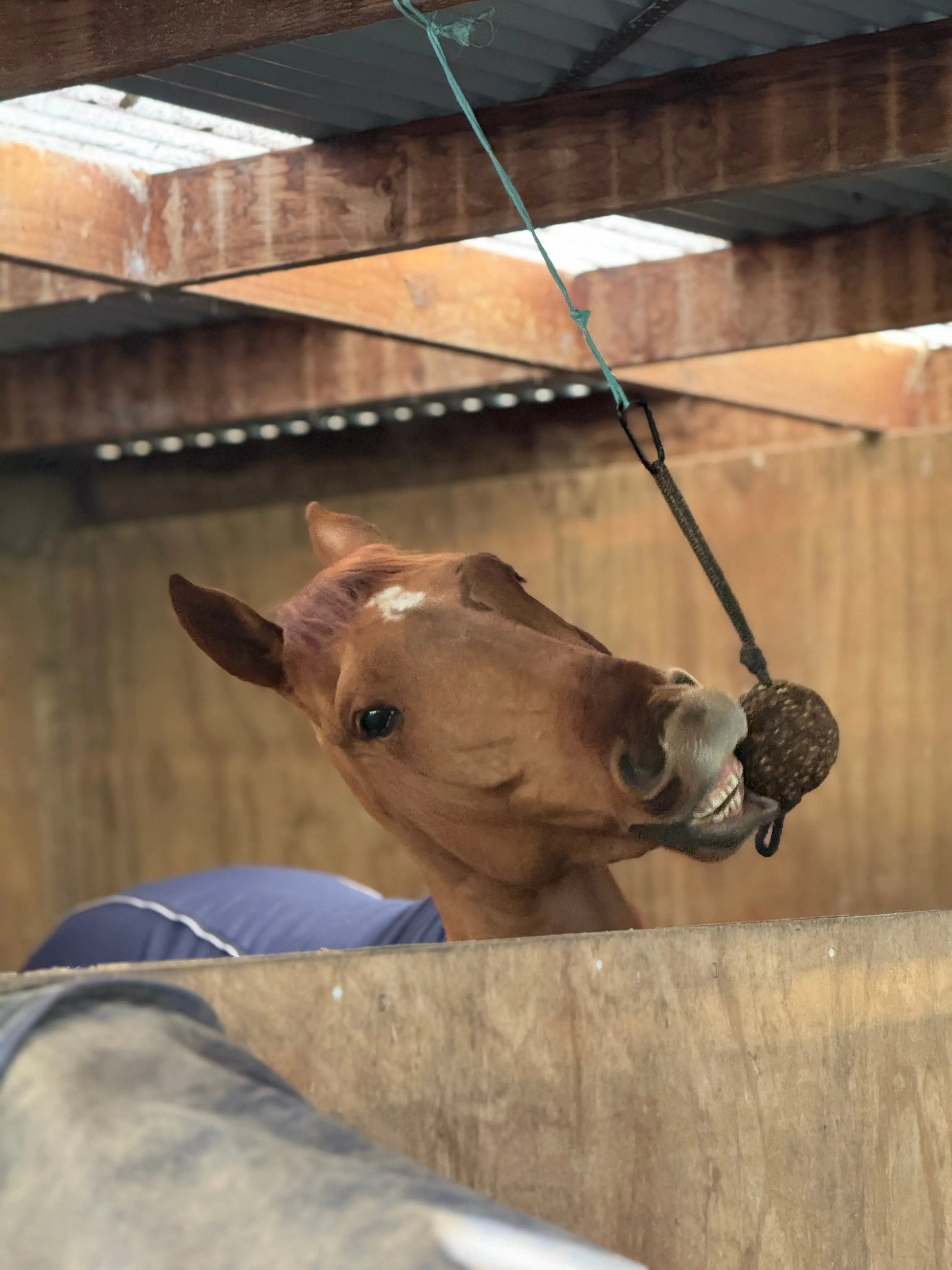 StayBall by Health Horse at  Try A Bit