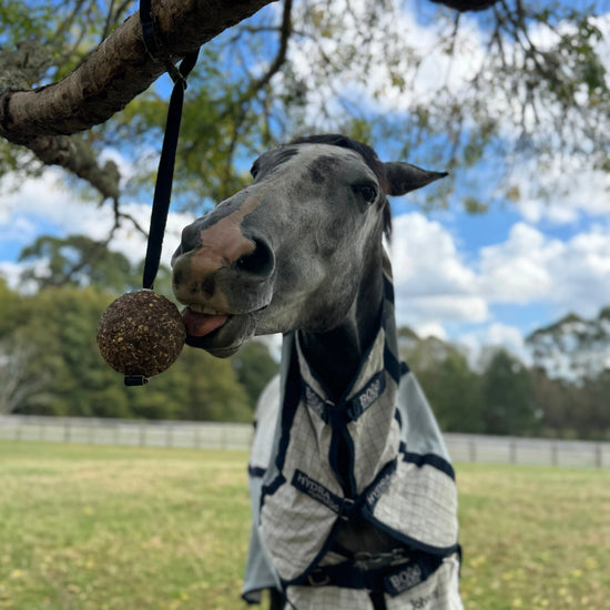 StayBall by Health Horse at  Try A Bit