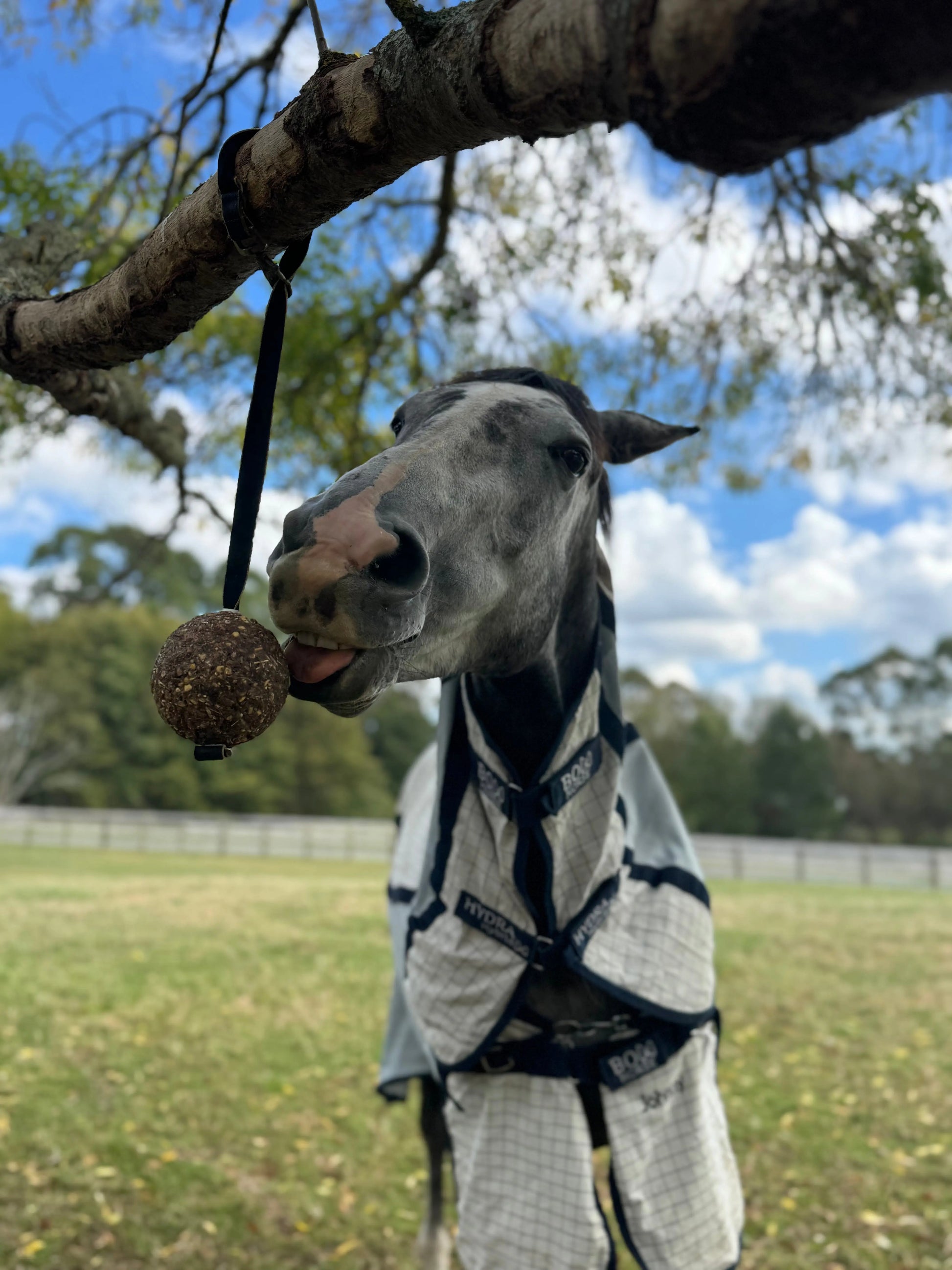 StayBall by Health Horse at  Try A Bit