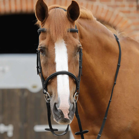 Premier Equine Caloveto Web Reins by Premier Equine at  Try a Bit