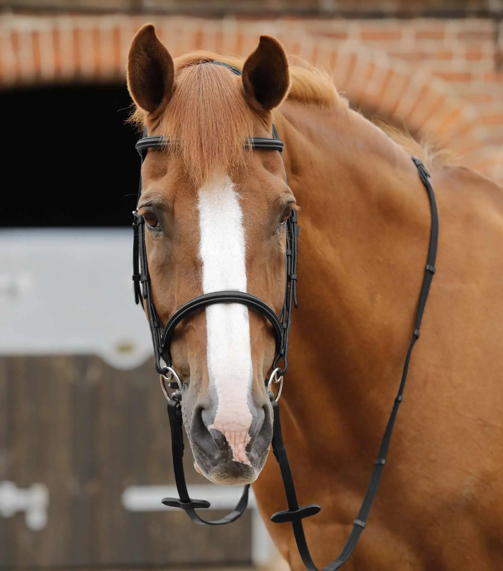 Premier Equine Caloveto Web Reins by Premier Equine at  Try a Bit
