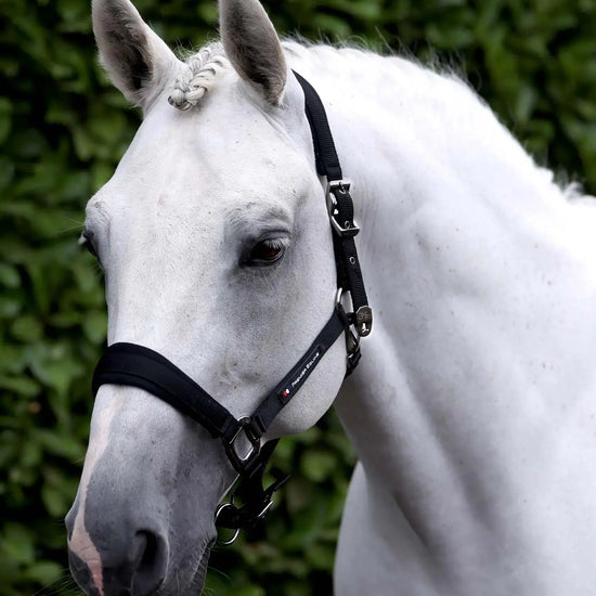 Corda Padded Head Collar with Lead Rope Brown by Premier Equine Int. at  Try A Bit