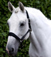 Corda Padded Head Collar with Lead Rope Brown by Premier Equine Int. at  Try A Bit