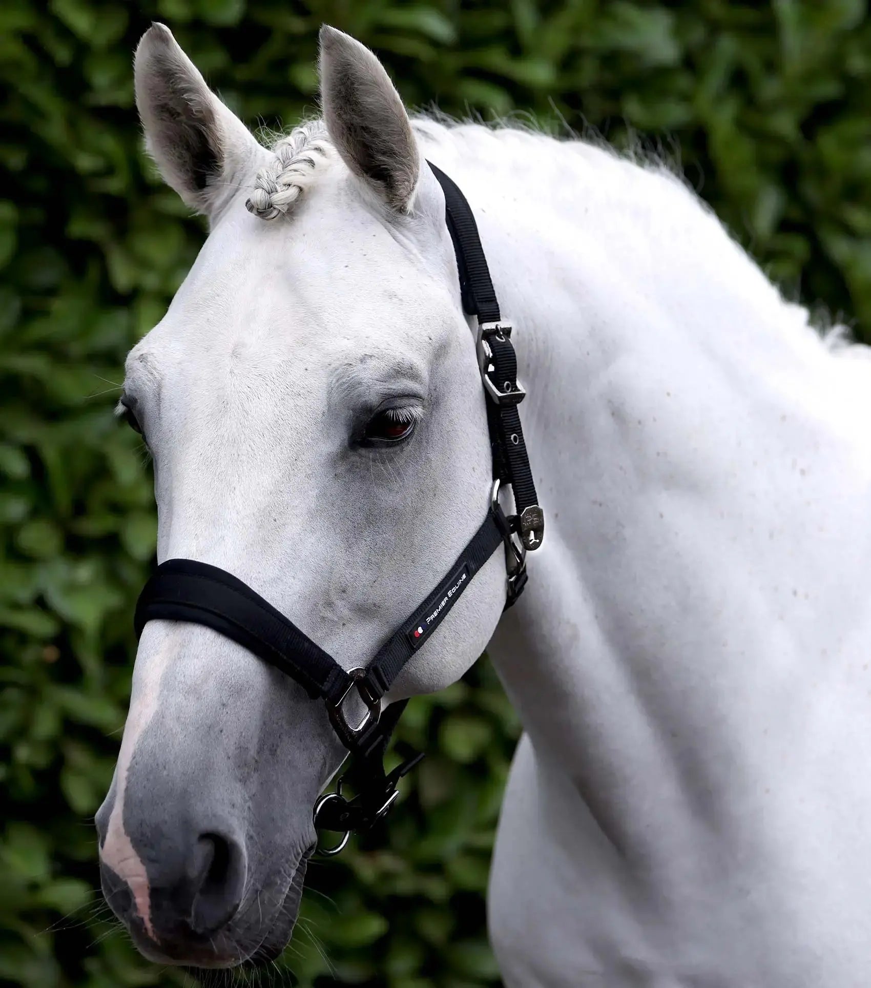 Corda Padded Head Collar with Lead Rope Brown by Premier Equine Int. at  Try A Bit