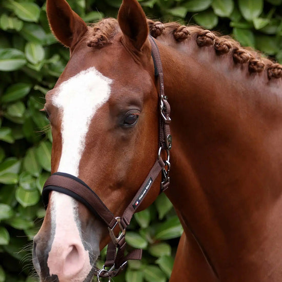 Corda Padded Head Collar with Lead Rope Brown by Premier Equine Int. at  Try A Bit