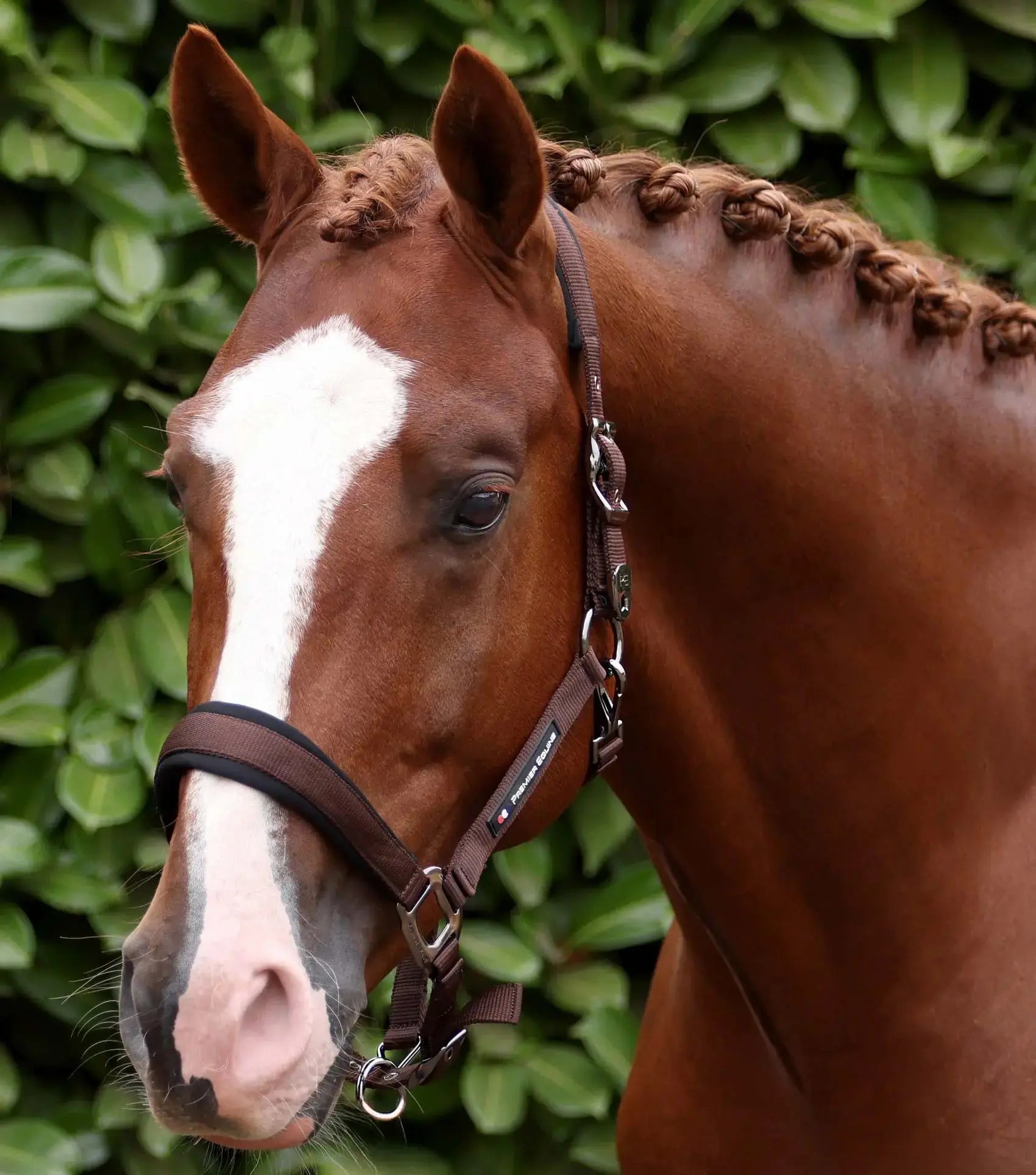 Corda Padded Head Collar with Lead Rope Brown by Premier Equine Int. at  Try A Bit