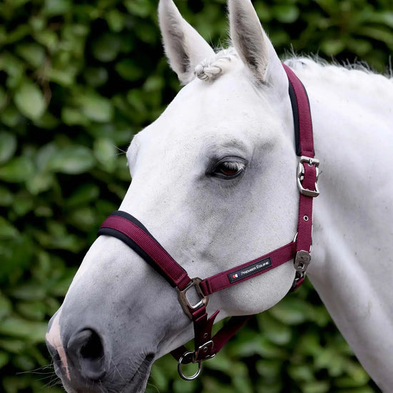 Corda Padded Head Collar with Lead Rope Brown by Premier Equine Int. at  Try A Bit