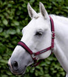 Corda Padded Head Collar with Lead Rope Brown by Premier Equine Int. at  Try A Bit