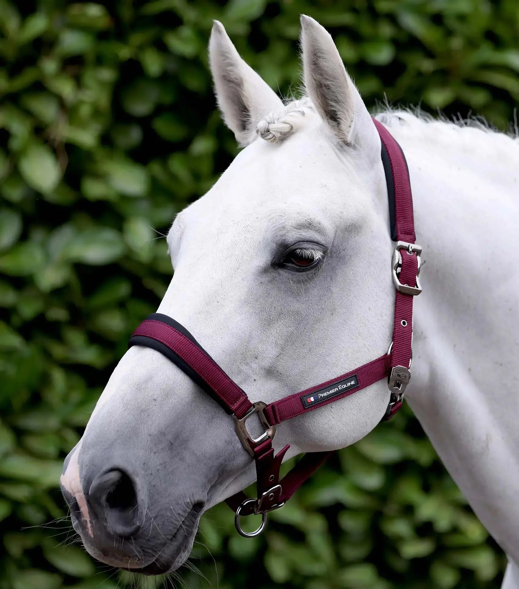 Corda Padded Head Collar with Lead Rope Brown by Premier Equine Int. at  Try A Bit