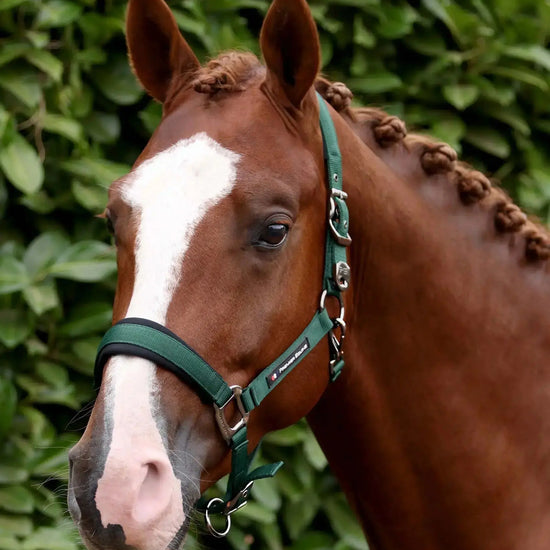 Corda Padded Head Collar with Lead Rope Green by Premier Equine Int. at  Try A Bit