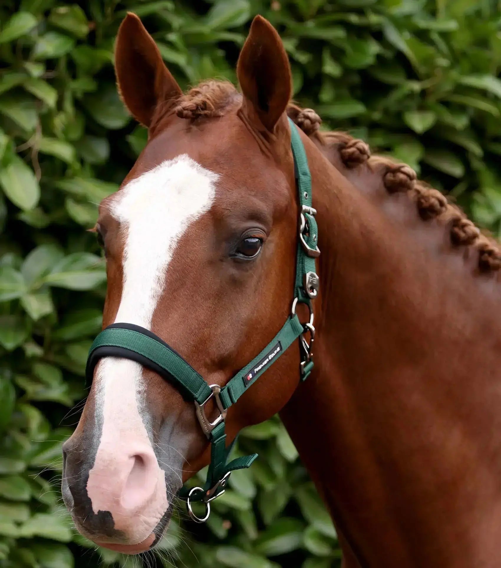 Corda Padded Head Collar with Lead Rope Green by Premier Equine Int. at  Try A Bit