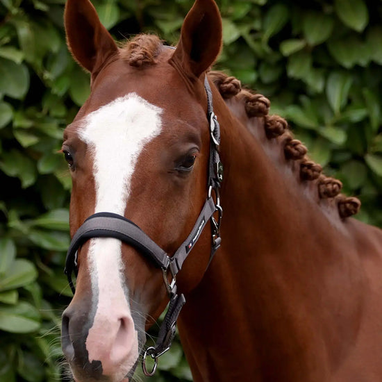 Corda Padded Head Collar with Lead Rope Brown by Premier Equine Int. at  Try A Bit
