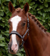 Corda Padded Head Collar with Lead Rope Brown by Premier Equine Int. at  Try A Bit