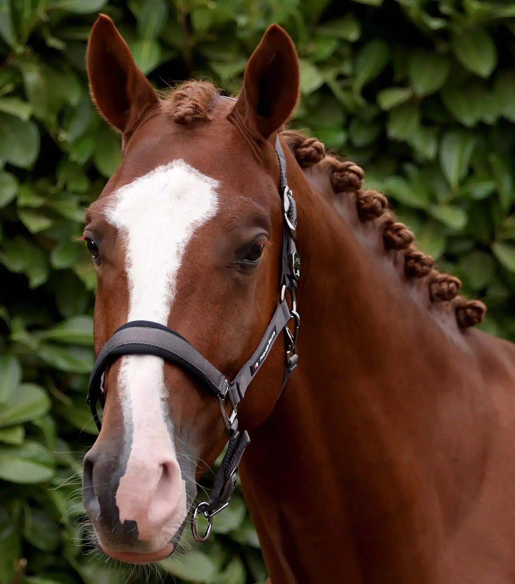 Corda Padded Head Collar with Lead Rope Brown by Premier Equine Int. at  Try A Bit