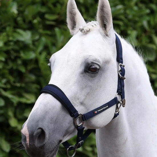Premier Equine Corda Padded Head Collar with Lead Rope by Premier Equine at  Try A Bit